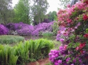 sklep ogrodniczy -  Różaneczniki w odmianach - 15 letnie (Rhododendron)