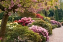 sklep ogrodniczy - Różaneczniki w odmianach - 15 letnie (Rhododendron)