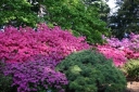 rośliny ozdobne - Różaneczniki w odmianach - 15 letnie (Rhododendron)