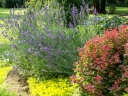 rośliny ogrodowe - Lawenda zimująca MUNSTEAD (Lavandula angustifolia) C1,5