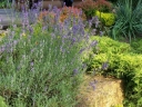 sadzonki - Lawenda zimująca MUNSTEAD (Lavandula angustifolia) C1,5
