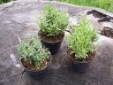 sadzonki - Lawenda zimująca MUNSTEAD (Lavandula angustifolia) C1,5