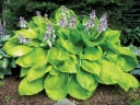 sklep ogrodniczy - Hosta SUM and SUBSTANCE (Funkia Sum and Substance) C3 *K7