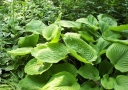 sklep ogrodniczy - Hosta SUM and SUBSTANCE (Funkia Sum and Substance) C3 *K7
