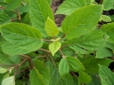 rośliny ogrodowe - Hortensja drzewiasta Pink Pincushion (Hydrangea arborescens) C3 *17
