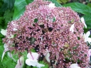 rośliny ogrodowe - Hortensja drzewiasta Pink Pincushion (Hydrangea arborescens) C3 *17