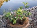 rośliny ogrodowe - Hortensja drzewiasta Pink Pincushion (Hydrangea arborescens) C3 *17