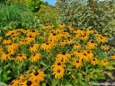 rośliny ozdobne -  Rudbekia błyskotliwa GOLDSTRUM (Rudbeckia fulgida) /C2 *K16