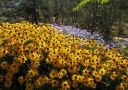 rośliny ozdobne - Rudbekia błyskotliwa GOLDSTRUM (Rudbeckia fulgida) /C2 *K16