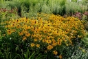 rośliny ozdobne - Rudbekia błyskotliwa GOLDSTRUM (Rudbeckia fulgida) /C2 *K16