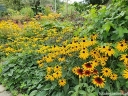 sklep ogrodniczy - Rudbekia błyskotliwa GOLDSTRUM (Rudbeckia fulgida) /C2 *K16