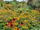 sadzonki - Rudbekia błyskotliwa GOLDSTRUM (Rudbeckia fulgida) /C2 *K16