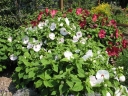sklep ogrodniczy - Hibiscus bylinowy XXL (odmiana Kopper King ) - Ketmia Newbiscus Hibiscus x moscheutos