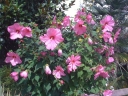 sadzonki - Hibiscus bylinowy XXL (odmiana Kopper King ) - Ketmia Newbiscus Hibiscus x moscheutos