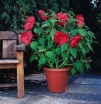 sadzonki - Hibiscus bylinowy XXL (odmiana Kopper King ) - Ketmia Newbiscus Hibiscus x moscheutos