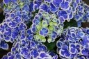 rośliny ozdobne -  Hortensja ogrodowa BICOLOR  Hydrangea macrophylla
