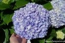 sklep ogrodniczy -  Hortensja ogrodowa 'Bailmer' ENDLESS SUMMER ORIGINAL Hydrangea macrophylla /C2 *K12