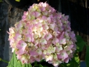 rośliny ogrodowe - Hortensja ogrodowa 'Bailmer' ENDLESS SUMMER ORIGINAL Hydrangea macrophylla /C2 *K12