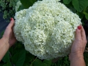 rośliny ogrodowe - Hortensja drzewiasta 'Bounty' (Hydrangea arborescens) C2