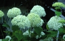 rośliny ogrodowe - Hortensja drzewiasta 'Bounty' (Hydrangea arborescens) C2