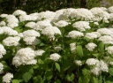 rośliny ozdobne - Hortensja drzewiasta 'Bounty' (Hydrangea arborescens) C2