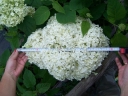 rośliny ozdobne - Hortensja drzewiasta 'Bounty' (Hydrangea arborescens) C2