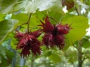 rośliny ogrodowe - Leszczyna pospolita odm. 'Purpurea' (Corylus avellana Purpurea) 1,2 - 1,5m