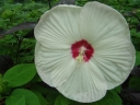 rośliny ozdobne -  Hibiscus bylinowy XXL White Princess (Ketmia Newbiscus Hibiscus x moscheutos)