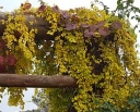 rośliny ogrodowe -  Winobluszcz pięciolistkowy  "Yellow Wall" (Parthenocissus quinquefolia)