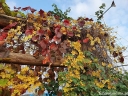 rośliny ogrodowe - Winobluszcz pięciolistkowy  "Yellow Wall" (Parthenocissus quinquefolia)