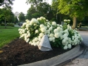 sadzonki - Hortensja drzewiasta ANABELLE (Hydrangea arborescens) /C5 *20K