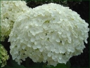 rośliny ozdobne - Hortensja drzewiasta ANABELLE (Hydrangea arborescens) /C5 *20K