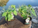rośliny ogrodowe - Hortensja drzewiasta ANABELLE (Hydrangea arborescens) /C5 *20K