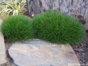 sklep ogrodniczy - Kostrzewa miotlasta PIC CARLIT (niedźwiedzie futro) Festuca scoparia, F. gautieri /C2 *K26