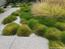 rośliny ozdobne - Kostrzewa miotlasta PIC CARLIT (niedźwiedzie futro) Festuca scoparia, F. gautieri /C2 *K26