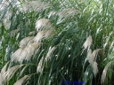rośliny ozdobne - Miskant olbrzymi (Miscanthus giganteus) /C2 *K5