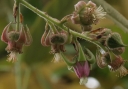 sadzonki - Jeżyna Henry'ego (Rubus henryi) C2/80cm *K5