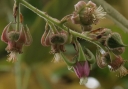 sklep ogrodniczy - Jeżyna Henry'ego (Rubus henryi) C2/80cm *K5