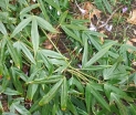rośliny ogrodowe - Jeżyna Henry'ego (Rubus henryi) C2/80cm *K5