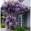 sadzonki -  Glicynia chińska (Wisteria sinensis)