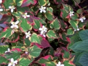 rośliny ozdobne -  Tułacz pstry 'Chameleon' (Houttuynia cordata) /C1 *K7