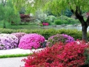 sadzonki -  Karłowa azalia japońska Czerwona (Rhododendron obtusum var. 'Nordlicht' japanese azale