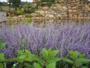 rośliny ozdobne - Perovskia atriplicifolia "Lacey Blue" /C2 *K3