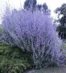 sadzonki - Perovskia atriplicifolia "Lacey Blue" /C2 *K3