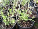 rośliny ozdobne - Perovskia atriplicifolia "Lacey Blue" /C2 *K3