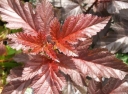rośliny ozdobne -  Pęcherznica kalinolistna  Lady in red'Tuilard' PBR (Physocarpus opulifolius) C2