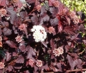 rośliny ogrodowe - Pęcherznica kalinolistna  Lady in red'Tuilard' PBR (Physocarpus opulifolius) C2