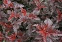 rośliny ogrodowe - Pęcherznica kalinolistna  Lady in red'Tuilard' PBR (Physocarpus opulifolius) C2