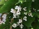 rośliny ogrodowe - Catalpa bignonioides (Surmia zwyczajna Katalpa) C7,5/80-100cm