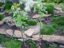 sklep ogrodniczy - Catalpa bignonioides (Surmia zwyczajna Katalpa) C7,5/80-100cm